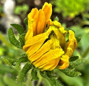 向日葵花苞含苞待放图片